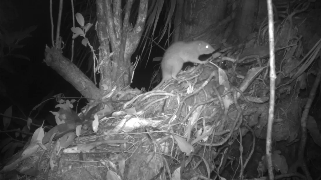 Forscher konnten erstmals eine der Riesenratten von Vangunu fotografieren. - Bild: Dr Tyrone Lavery/University of Melbourne/dpa