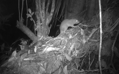 Forscher konnten erstmals eine der Riesenratten von Vangunu fotografieren. - Foto: Dr Tyrone Lavery/University of Melbourne/dpa Forscher konnten erstmals eine der Riesenratten von Vangunu fotografieren. - Foto: Dr Tyrone Lavery/University of Melbourne/dpa