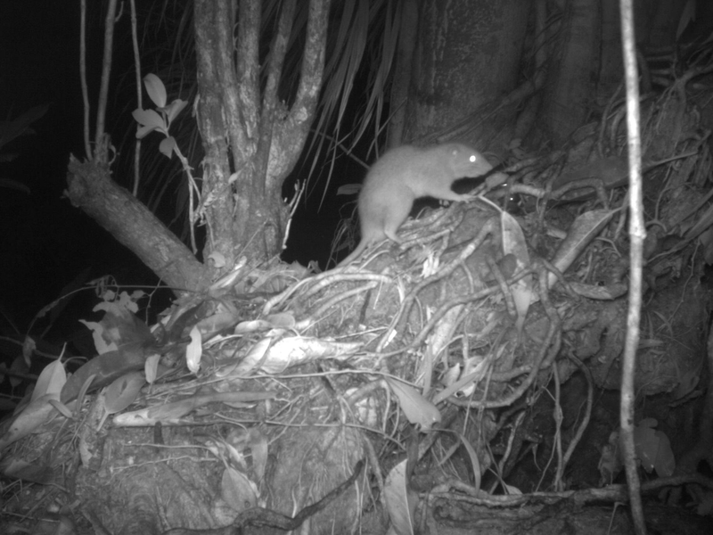 Forscher konnten erstmals eine der Riesenratten von Vangunu fotografieren. - Foto: Dr Tyrone Lavery/University of Melbourne/dpa