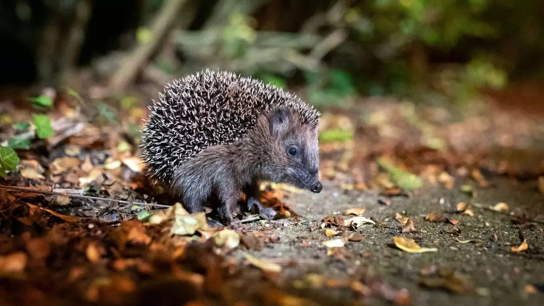 Der Igel ist zum Tier des Jahres 2024 gewählt worden. - Bild: Jonas Walzberg/dpa