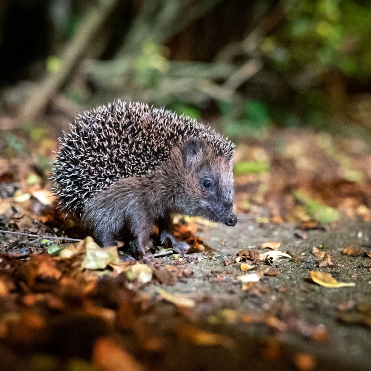 Die Zahl der Westeuropäischen Igel, auch Braunbrustigel genannt, geht stark zurück. (Archivbild) - Foto: Jonas Walzberg/dpa