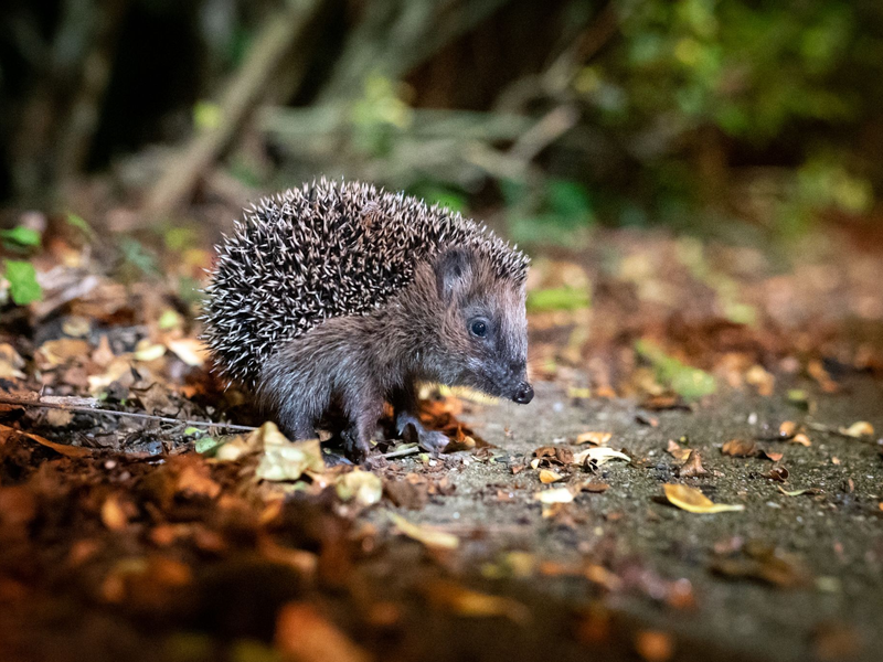 Der Igel ist zum Tier des Jahres 2024 gewählt worden. - Foto: Jonas Walzberg/dpa