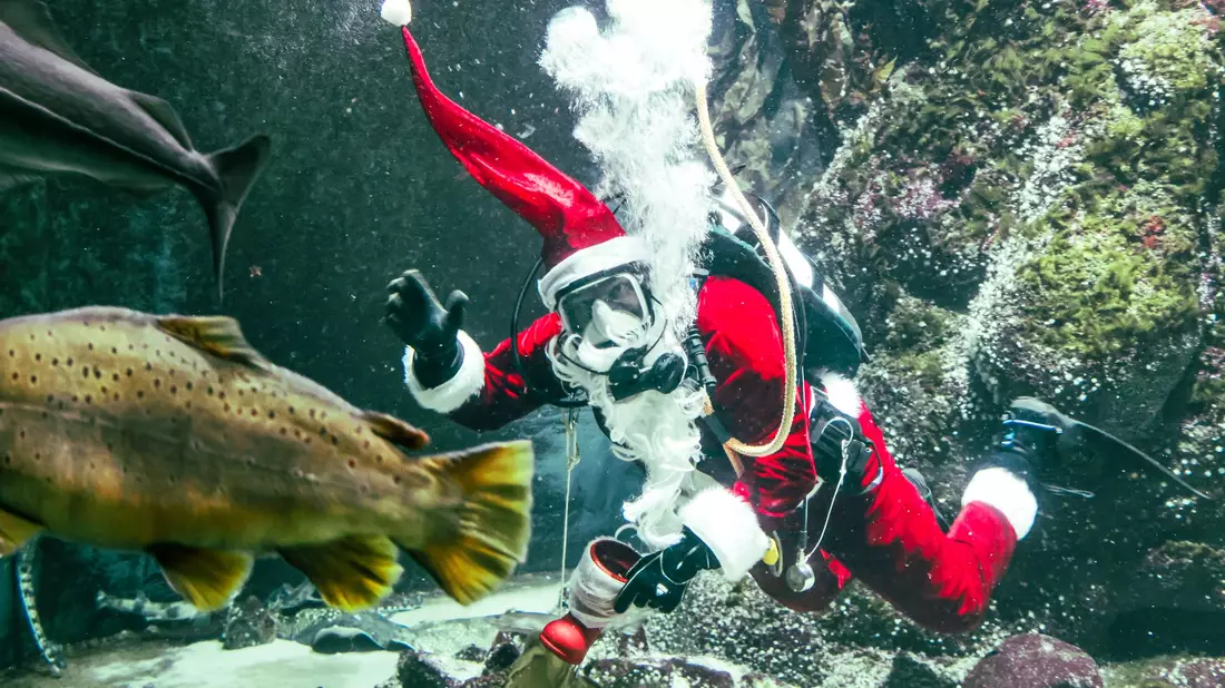 Timo Kaminski taucht als Nikolaus zur Fütterung im Großaquarium des Multimar Wattforums in Tönning. - Bild: Frank Molter/dpa