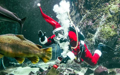 Timo Kaminski taucht als Nikolaus zur Fütterung im Großaquarium des Multimar Wattforums in Tönning. - Foto: Frank Molter/dpa