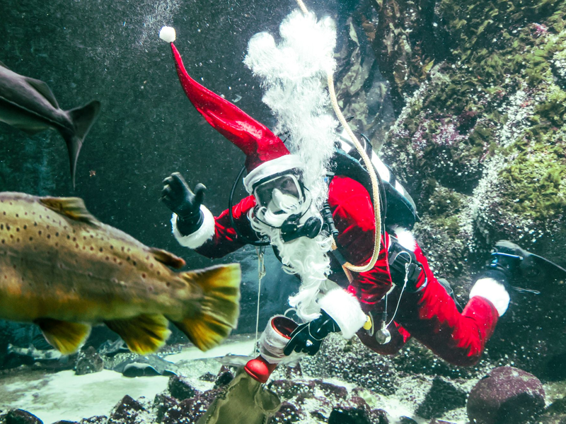 Timo Kaminski taucht als Nikolaus zur Fütterung im Großaquarium des Multimar Wattforums in Tönning. - Foto: Frank Molter/dpa