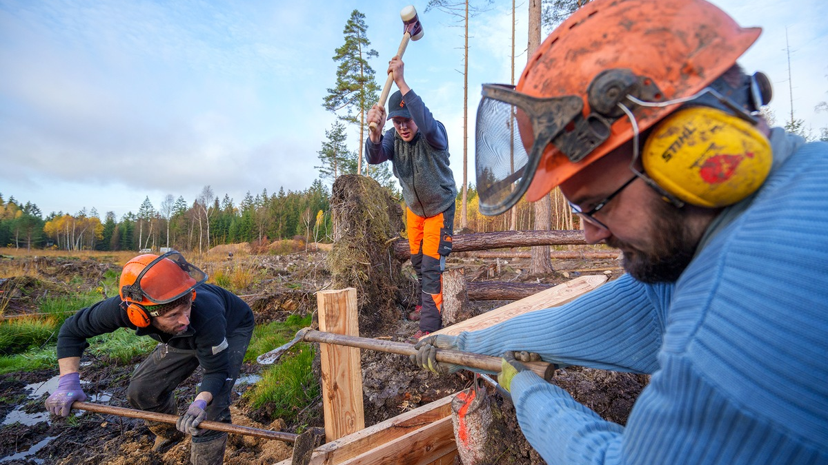 Wälder, Moore, Biotope: mit Freiwilligenarbeit aktiv für die Wiederherstellung der Ökosysteme / Bergwaldprojekt 2024 mit Rekordangebot an Mitmachmöglichkeiten - Foto: presseportal.de