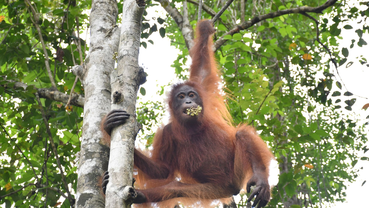 Taymur an einem Baum auf der Vorauswilderungsinsel. - Foto: BOS Foundation/dpa