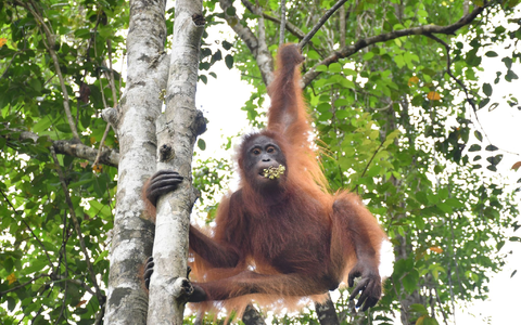 Taymur an einem Baum auf der Vorauswilderungsinsel. - Foto: BOS Foundation/dpa