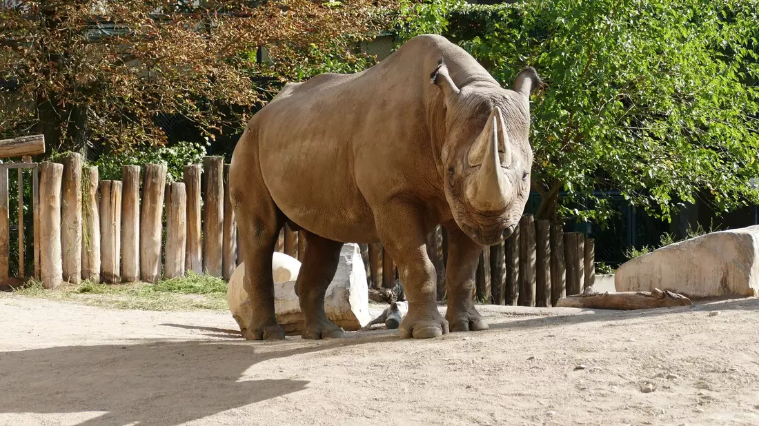 Kalusho wurde 37 Jahre alt. - Bild: Zoo Frankfurt/dpa