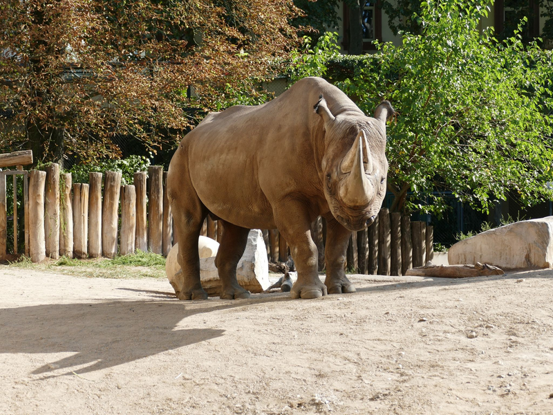 Kalusho wurde 37 Jahre alt. - Foto: Zoo Frankfurt/dpa