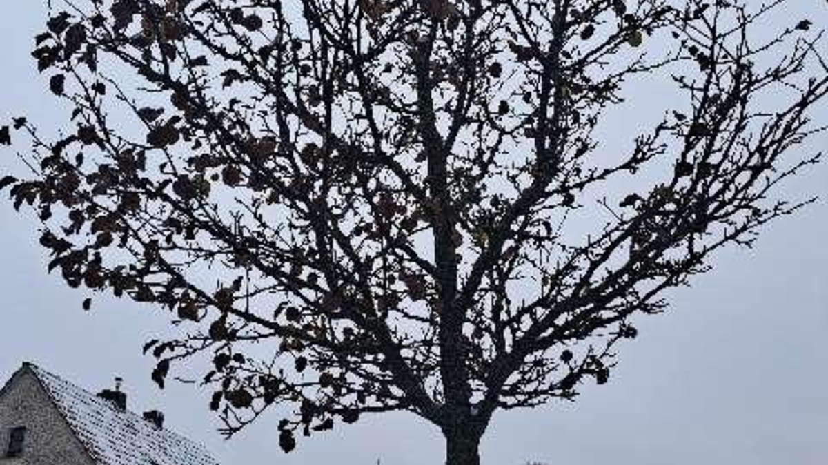 POL-CLP: Pressemeldungen aus dem Bereich Cloppenburg - Foto: presseportal.de