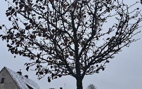 POL-CLP: Pressemeldungen aus dem Bereich Cloppenburg - Foto: presseportal.de