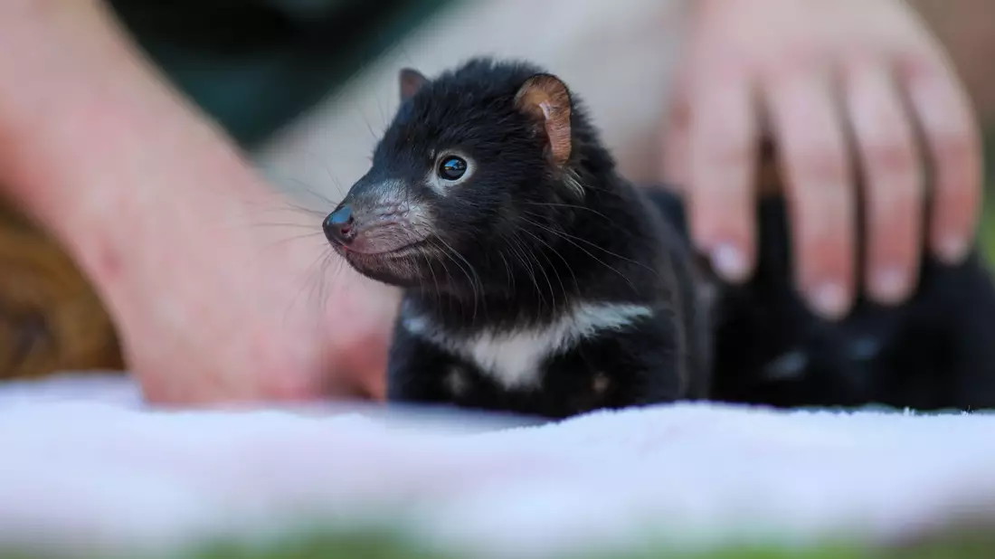 Der Beutelteufel Violet: Im Rahmen des Zuchtprogramms der Tierschutzorganisation Aussie Ark sind zahlreiche niedliche Jungtiere geboren. - Bild: --/Aussie Ark/dpa
