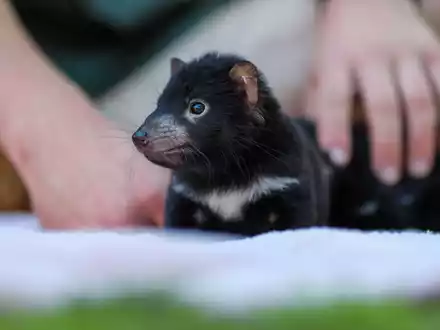 Der Beutelteufel Violet: Im Rahmen des Zuchtprogramms der Tierschutzorganisation Aussie Ark sind zahlreiche niedliche Jungtiere geboren. - Foto: --/Aussie Ark/dpa
