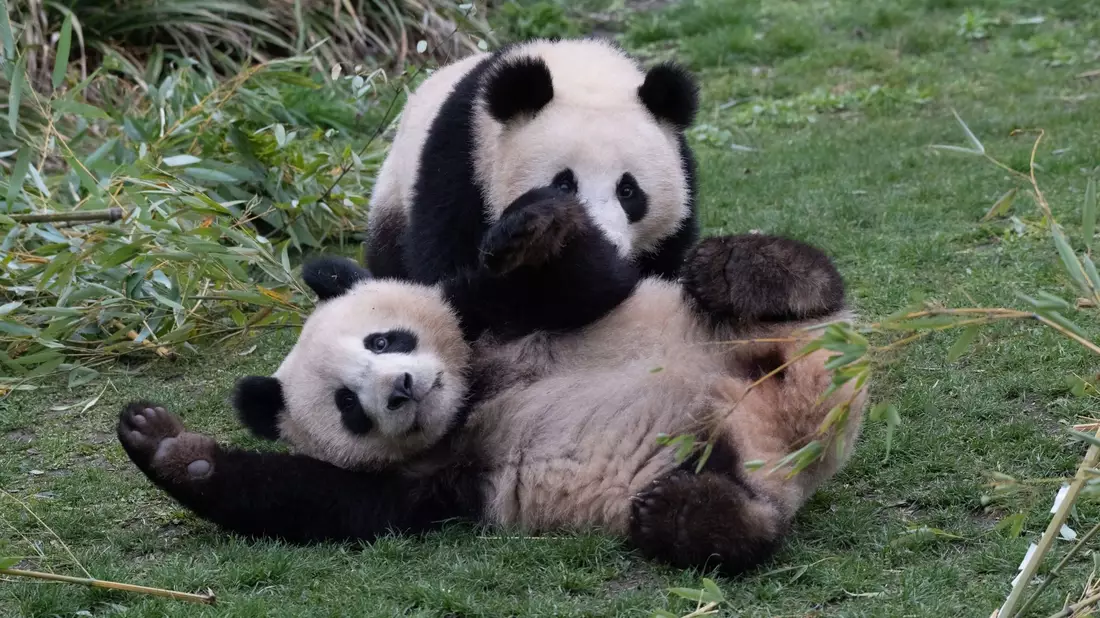 Die Pandabären-Brüder Pit und Paule verlassen kommende Woche den Berliner Zoo. Sie ziehen nach China. Doch ihre Eltern bleiben in Deutschland. - Bild: Paul Zinken/dpa