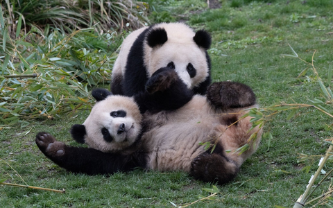 Die Pandabären-Brüder Pit und Paule verlassen kommende Woche den Berliner Zoo. Sie ziehen nach China. Doch ihre Eltern bleiben in Deutschland. - Foto: Paul Zinken/dpa