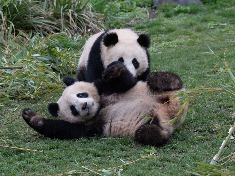 Die Pandabären-Brüder Pit und Paule verlassen kommende Woche den Berliner Zoo. Sie ziehen nach China. Doch ihre Eltern bleiben in Deutschland. - Foto: Paul Zinken/dpa