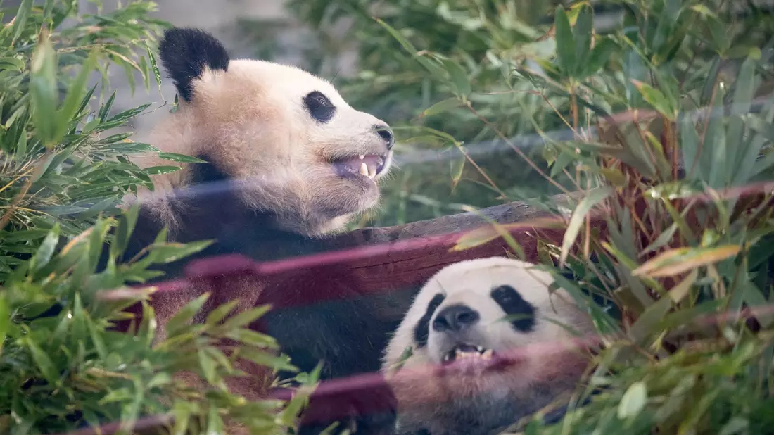Die Pandas Paule (l) und Pit sitzen während der  Abschiedszeremonie in ihrem Gehege. - Bild: Sebastian Gollnow/dpa