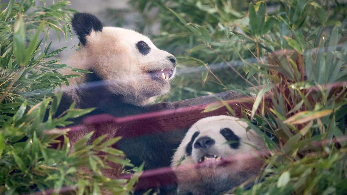 Die Pandas Paule (l) und Pit sitzen während der  Abschiedszeremonie in ihrem Gehege. - Foto: Sebastian Gollnow/dpa