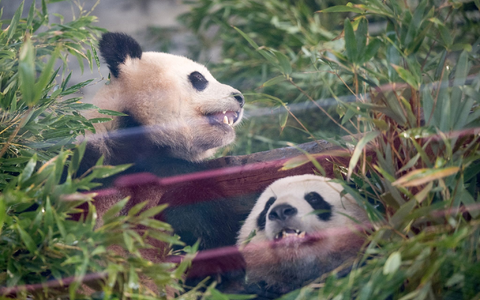 Die Pandas Paule (l) und Pit sitzen während der  Abschiedszeremonie in ihrem Gehege. - Foto: Sebastian Gollnow/dpa