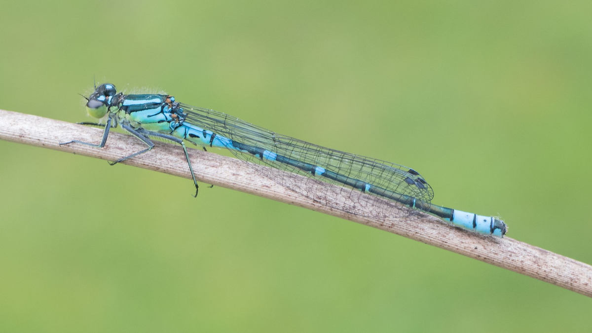 Ein Mond-Azurjungfer-Weibchen: Die vom Aussterben bedrohte Art ist die «Libelle des Jahres» 2024. - Foto: Michael Frank/BUND/dpa
