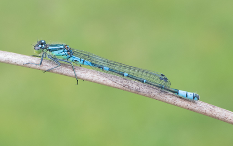 Ein Mond-Azurjungfer-Weibchen: Die vom Aussterben bedrohte Art ist die «Libelle des Jahres» 2024. - Foto: Michael Frank/BUND/dpa