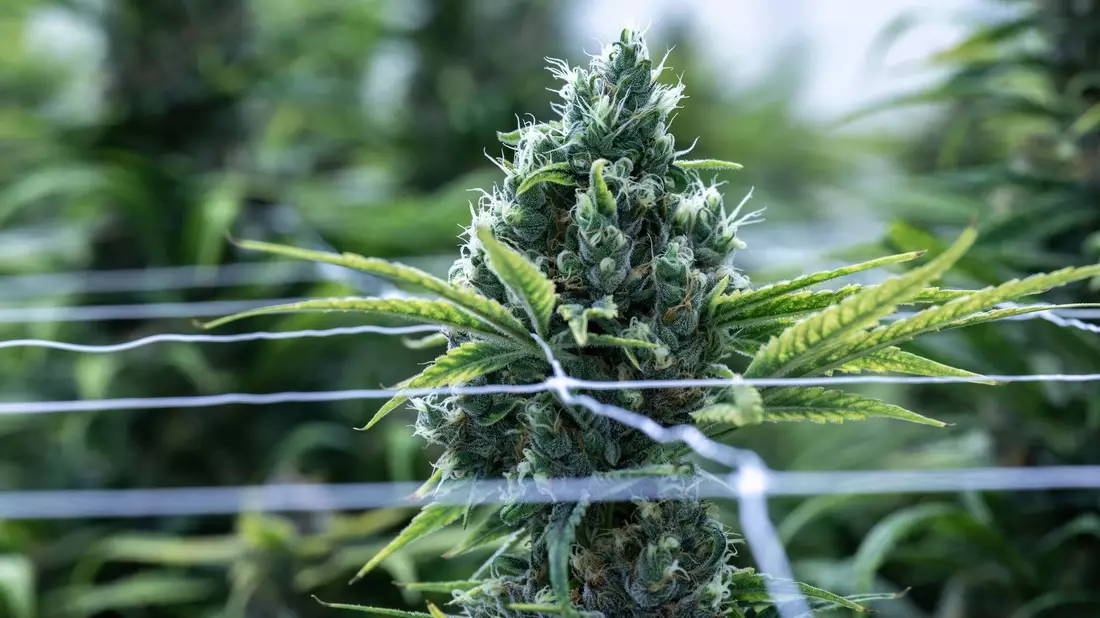 Cannabis soll im Betäubungsmittelgesetz von der Liste der verbotenen Substanzen gestrichen werden. - Bild: Hendrik Schmidt/dpa