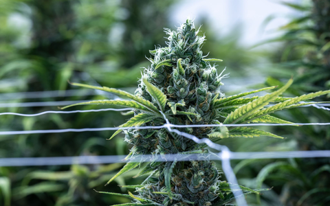 Cannabis soll im Betäubungsmittelgesetz von der Liste der verbotenen Substanzen gestrichen werden. - Foto: Hendrik Schmidt/dpa