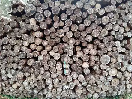 Holzstämme (Archiv) - Foto: über dts Nachrichtenagentur