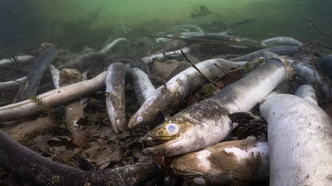 Mit erschreckenden Bildern von verstümmelten und verendeten Aalen prangert der Schweizerische Fischerei-Verband (SFV) das Tierleid im Hochrhein an. - Bild: Jonas Steiner/Schweizerischer Fischerei- Verband/dpa