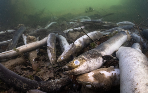 Mit erschreckenden Bildern von verstümmelten und verendeten Aalen prangert der Schweizerische Fischerei-Verband (SFV) das Tierleid im Hochrhein an. - Foto: Jonas Steiner/Schweizerischer Fischerei- Verband/dpa