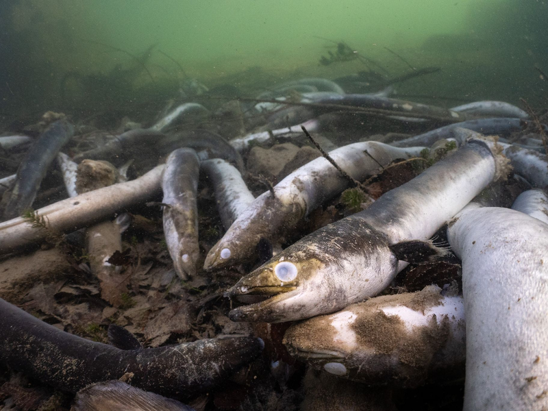 Mit erschreckenden Bildern von verstümmelten und verendeten Aalen prangert der Schweizerische Fischerei-Verband (SFV) das Tierleid im Hochrhein an. - Foto: Jonas Steiner/Schweizerischer Fischerei- Verband/dpa