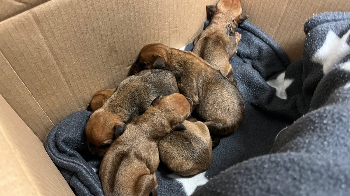 POL-HA: Fünf Hundewelpen in Pappkarton in der Innenstadt ausgesetzt - Wer hat etwas beobachtet? - Foto: presseportal.de