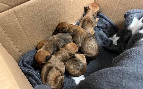 POL-HA: Fünf Hundewelpen in Pappkarton in der Innenstadt ausgesetzt - Wer hat etwas beobachtet? - Foto: presseportal.de