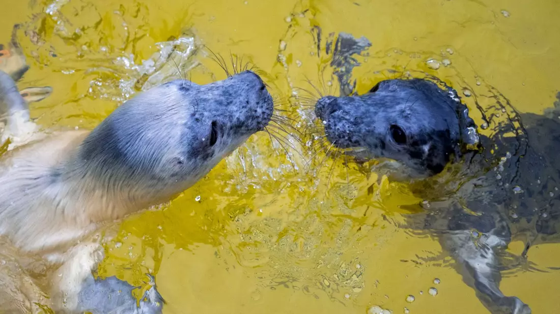 Die Kegelrobbenweibchen Hätti (l) und Toni in der Seehundstation Friedrichskoog. - Bild: Daniel Bockwoldt/dpa