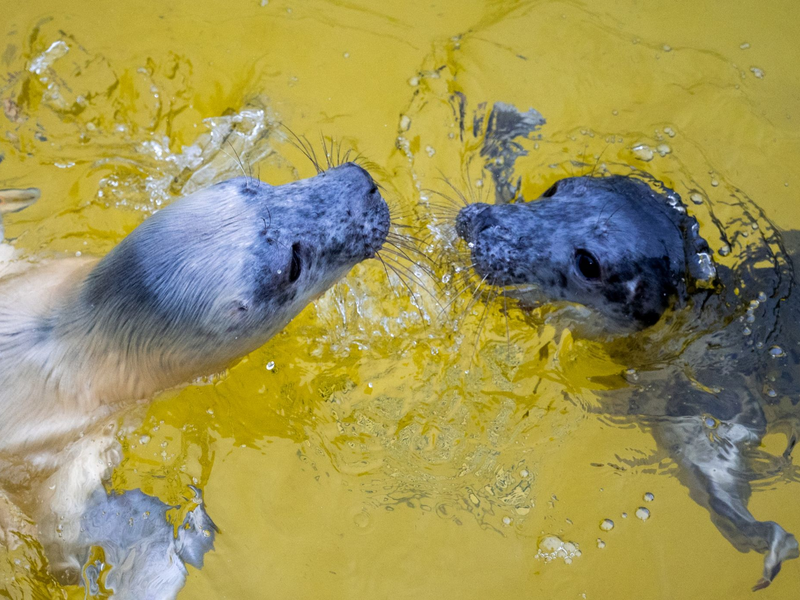 Die Kegelrobbenweibchen Hätti (l) und Toni in der Seehundstation Friedrichskoog. - Foto: Daniel Bockwoldt/dpa