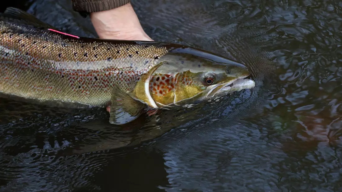 Ein laichreifer Lachs: Der atlantische Lachs ist auf der neuen Roten Liste der bedrohten Arten global nun als «potenziell gefährdet» eingestuft worden. - Bild: Ronny Hartmann/dpa-Zentralbild/dpa