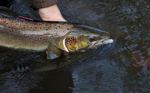 Ein laichreifer Lachs: Der atlantische Lachs ist auf der neuen Roten Liste der bedrohten Arten global nun als «potenziell gefährdet» eingestuft worden. - Foto: Ronny Hartmann/dpa-Zentralbild/dpa