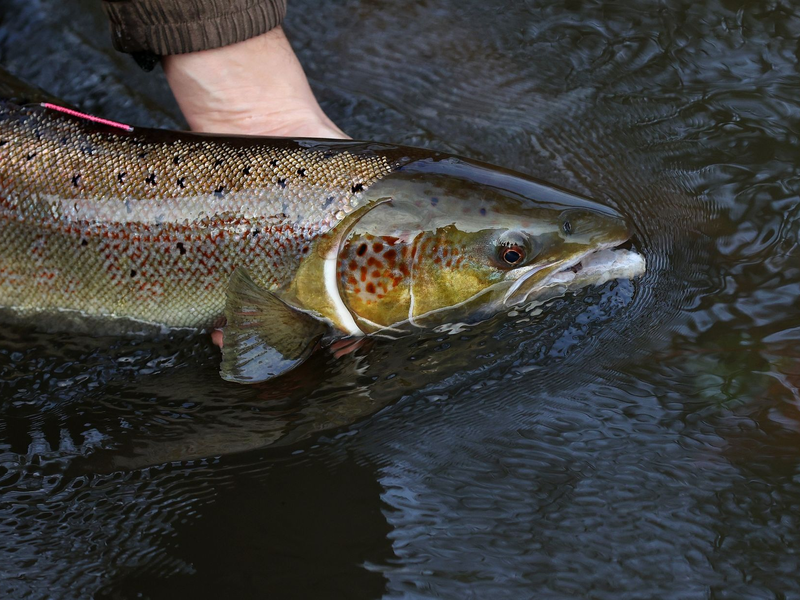 Ein laichreifer Lachs: Der atlantische Lachs ist auf der neuen Roten Liste der bedrohten Arten global nun als «potenziell gefährdet» eingestuft worden. - Foto: Ronny Hartmann/dpa-Zentralbild/dpa