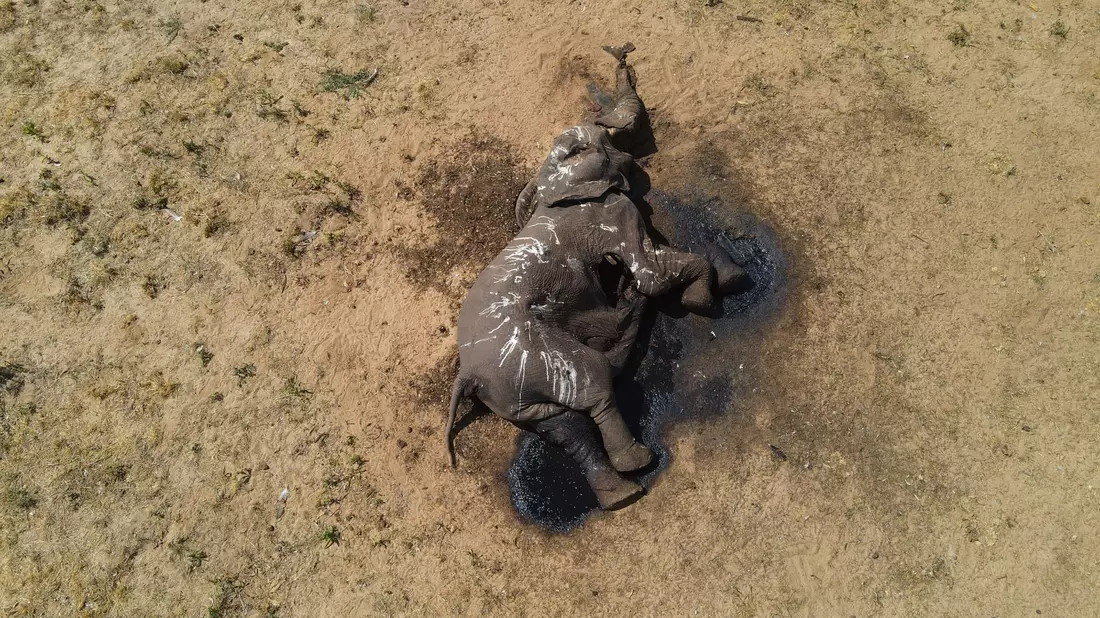 Ein toter Elefant im Hwange-Nationalpark in Simbabwe. - Bild: Privilege Musvanhiri/-/dpa