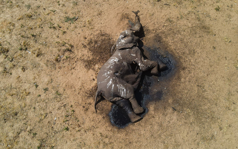 Ein toter Elefant im Hwange-Nationalpark in Simbabwe. - Foto: Privilege Musvanhiri/-/dpa