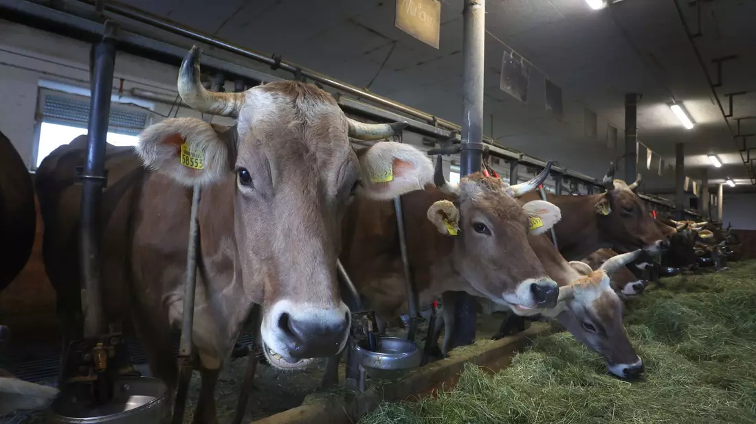 Rund 51.000 Milchviehbetriebe gibt es nach Angaben des Milchindustrie-Verbands in Deutschland. - Bild: Karl-Josef Hildenbrand/dpa