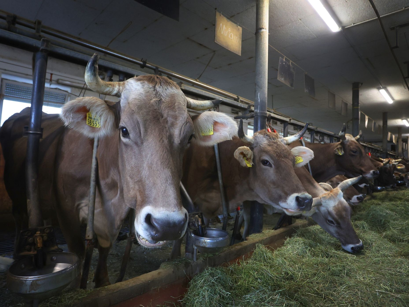 Rund 51.000 Milchviehbetriebe gibt es nach Angaben des Milchindustrie-Verbands in Deutschland. - Foto: Karl-Josef Hildenbrand/dpa