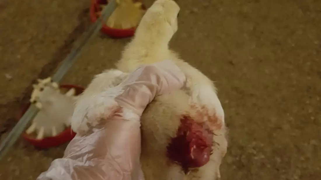 Nach Aufdeckung von Tierquälerei: Geflügelbetrieb entlässt Mitarbeitende, Hauptabnehmer REWE beendet Zusammenarbeit und Initiative Tierwohl entzieht Siegel - Bild: presseportal.de