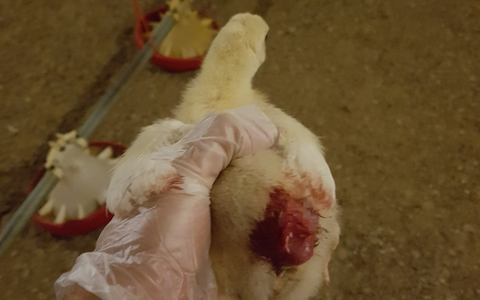 Nach Aufdeckung von Tierquälerei: Geflügelbetrieb entlässt Mitarbeitende, Hauptabnehmer REWE beendet Zusammenarbeit und Initiative Tierwohl entzieht Siegel - Foto: presseportal.de