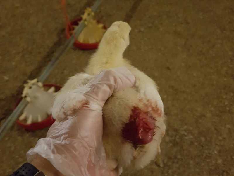 Nach Aufdeckung von Tierquälerei: Geflügelbetrieb entlässt Mitarbeitende, Hauptabnehmer REWE beendet Zusammenarbeit und Initiative Tierwohl entzieht Siegel - Foto: presseportal.de