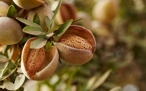 Merry low-waste Christmas mit einer Zutat, die Teil einer innovativen Zukunft ist - Foto: presseportal.de