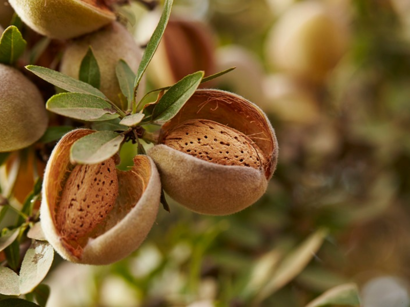 Merry low-waste Christmas mit einer Zutat, die Teil einer innovativen Zukunft ist - Foto: presseportal.de