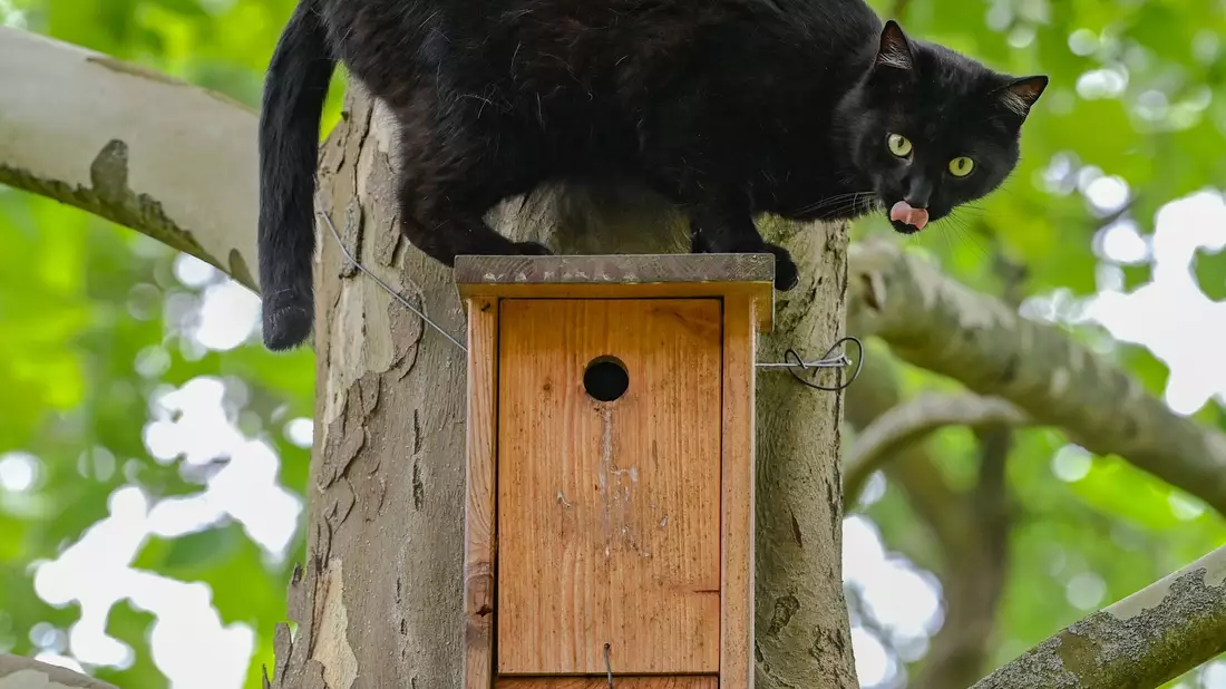 Ein schwarzer Kater sitzt während seiner Jagd nach Vögeln auf einem Nistkasten an einem Baum. - Bild: Patrick Pleul/dpa
