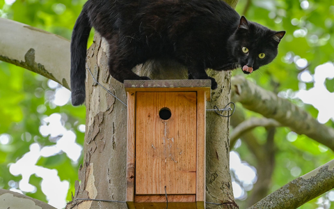 Ein schwarzer Kater sitzt während seiner Jagd nach Vögeln auf einem Nistkasten an einem Baum. - Foto: Patrick Pleul/dpa